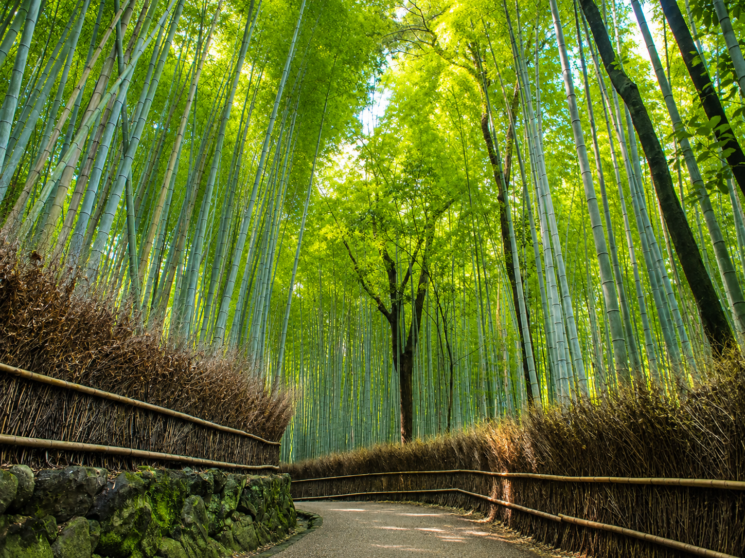 嵐山竹林小徑
